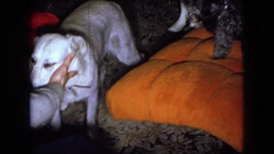 A person's hand pets the white dog in the Wellsburg, Iowa living room as a curly-haired dog stands nearby on the patterned carpet beside the orange sofa.