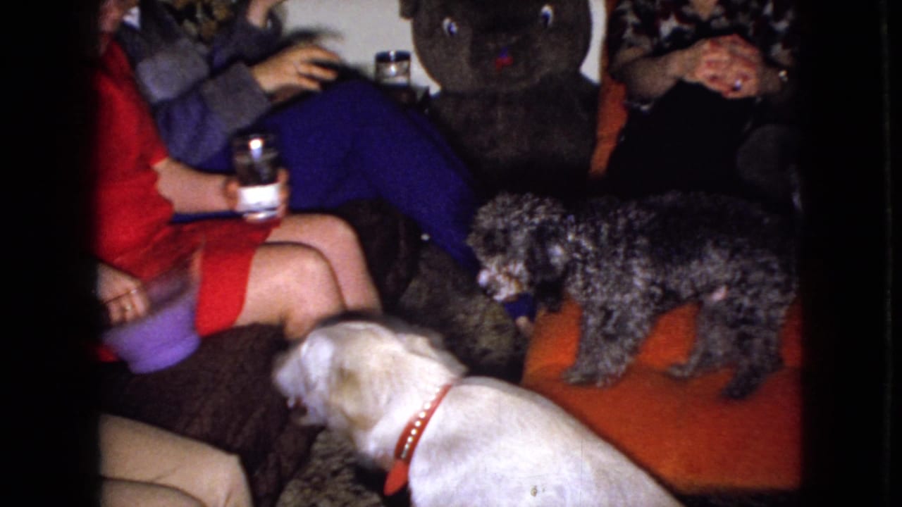 White dog and small dark poodle stand near seated adults on an orange couch.