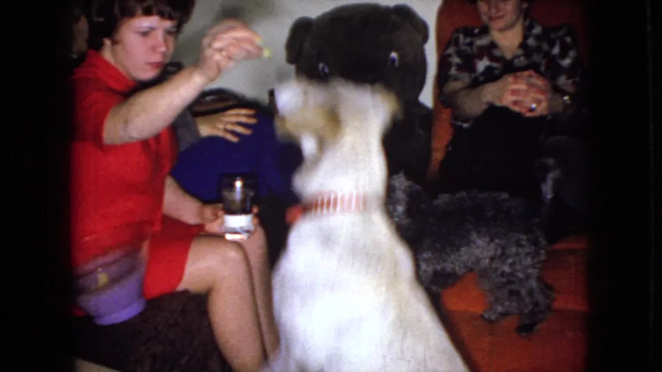 A white dog rises toward a treat offered by a seated woman in a red dress while a small dark poodle stands nearby in the 1965 home-movie living room scene.