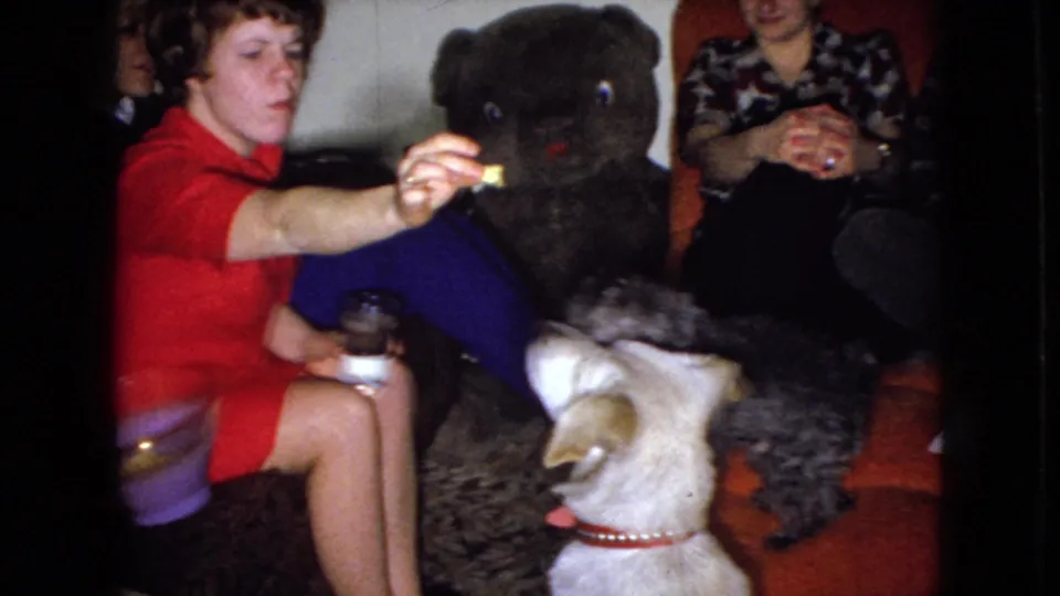 The woman in red extends a small treat toward the dogs while the white dog and dark poodle look on in a private Wellsburg, Iowa living room filmed in 1965.