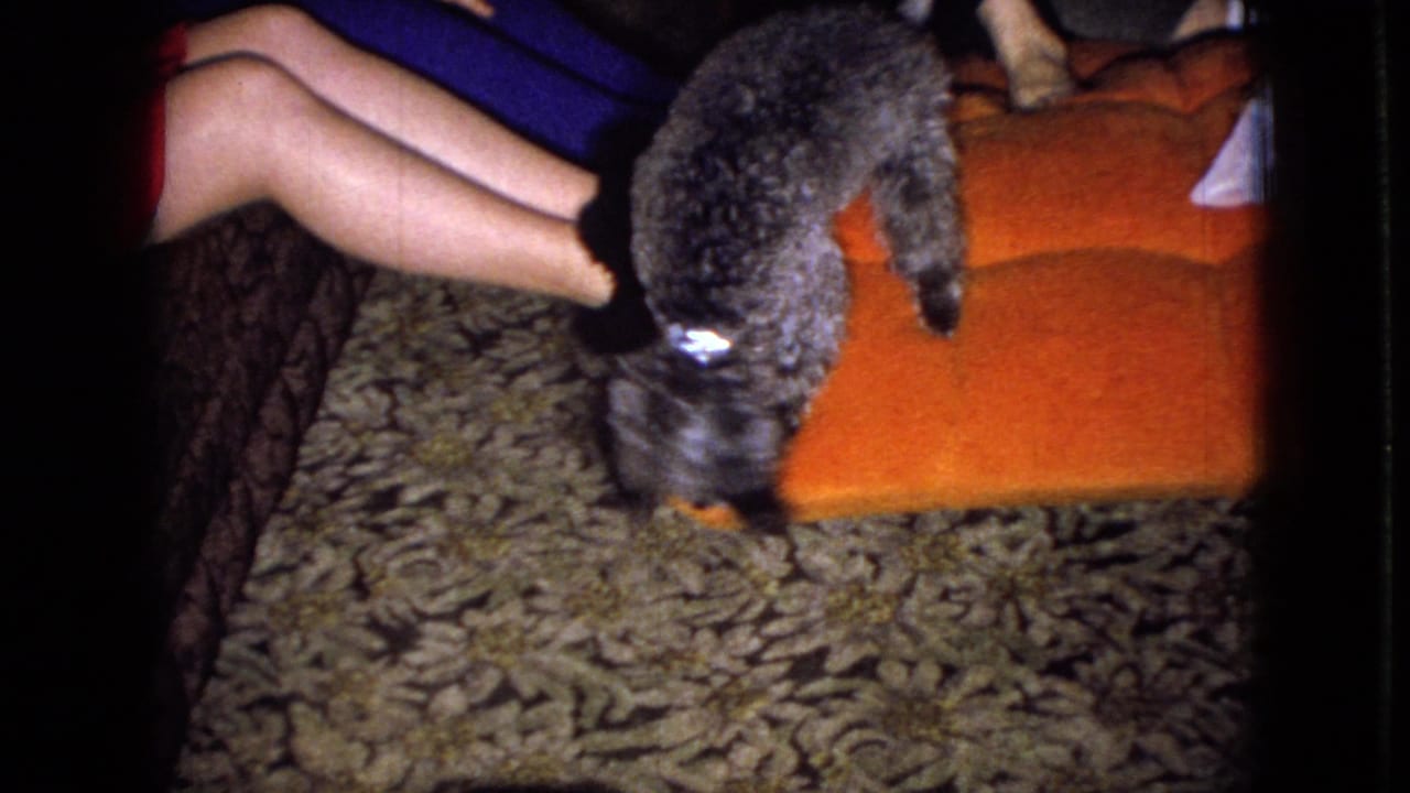 In this 1965 Wellsburg, Iowa home-movie frame, a small gray curly-coated dog stands on an orange couch near a seated woman while a patterned rug fills the foreground.