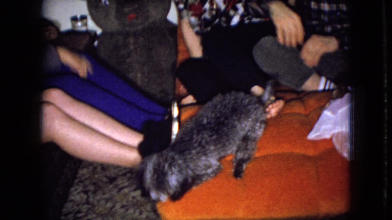 Small gray dog on an orange couch with seated adults partly visible around it.