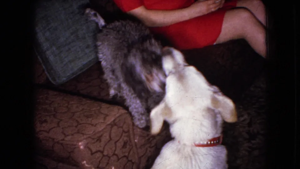 1965 8mm home-movie frame from the Wellsburg, Iowa clip showing a white dog with a red collar and a curly gray poodle playing beside a woman in a red dress on a patterned couch.