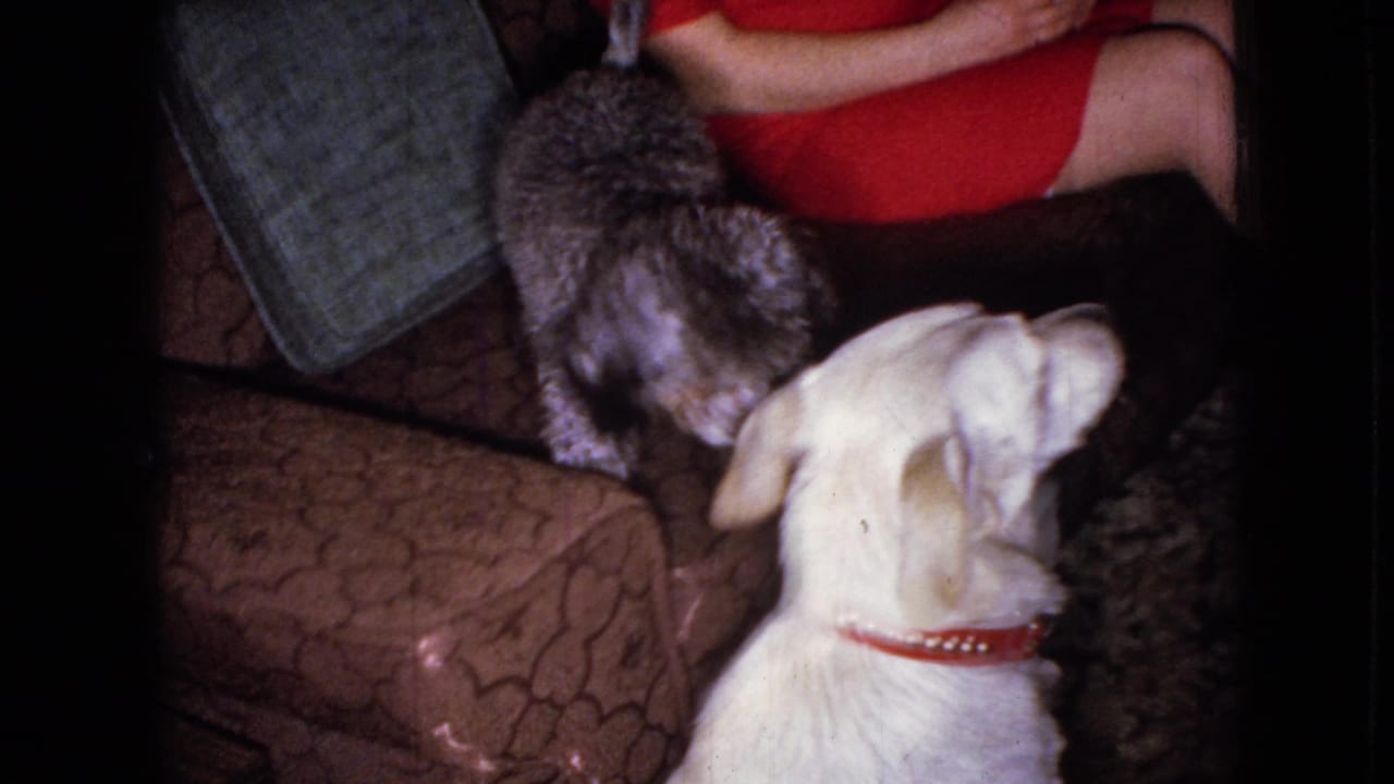 1965 Wellsburg, Iowa 8mm frame showing a white dog with a red collar looking toward a small curly grey dog on a brown patterned sofa, with a person in a red dress partly visible.