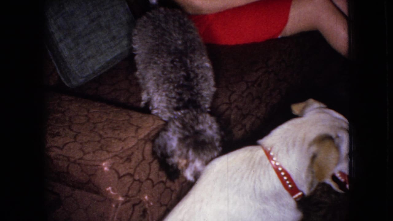 White dog turns near a grey dog standing on a brown sofa with a person partly visible above.