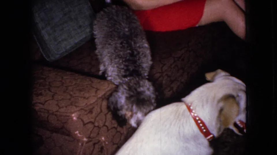 1965 Wellsburg, Iowa home-movie frame with a white dog in the foreground and a curly grey dog standing on a patterned sofa near the legs of a person in red clothing.