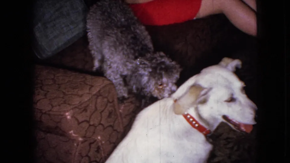 1965 Wellsburg, Iowa 8mm frame showing a small curly grey dog leaning down toward a white dog with an open mouth on a brown patterned sofa, with a person partly visible behind them.