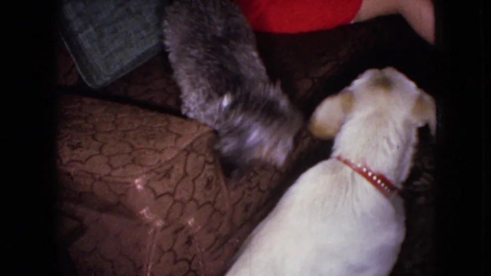 1965 Wellsburg, Iowa home-movie frame with a white dog in a red collar facing a small curly grey dog on a patterned sofa, while a person in red clothing remains partly cropped at the top.