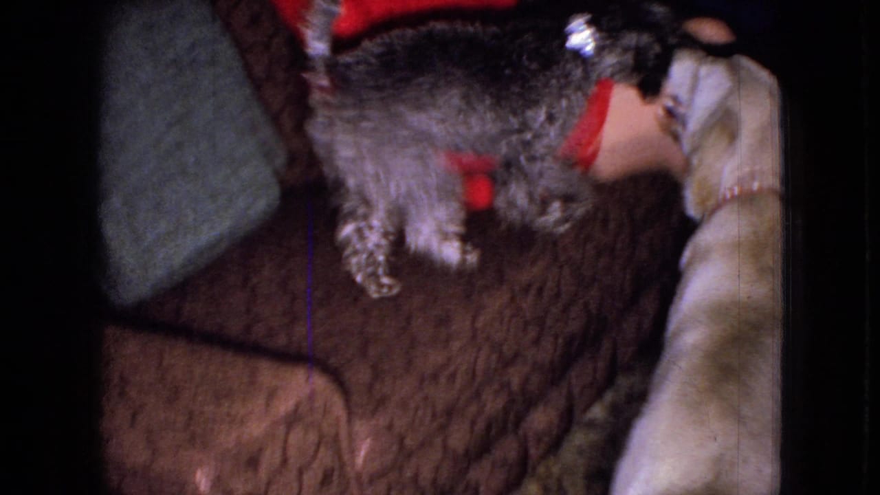 In a 1965 Wellsburg, Iowa home-movie frame, a small curly gray dog stands on a patterned couch while a larger light-colored dog faces it near a seated woman in red.