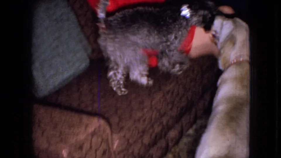 In a 1965 Wellsburg, Iowa home-movie frame, a small curly gray dog stands on a patterned couch while a larger light-colored dog faces it near a seated woman in red.