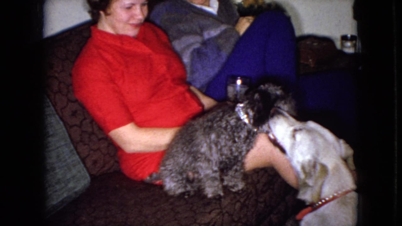 Small dark dog on a couch faces a light-colored dog beside a seated woman.
