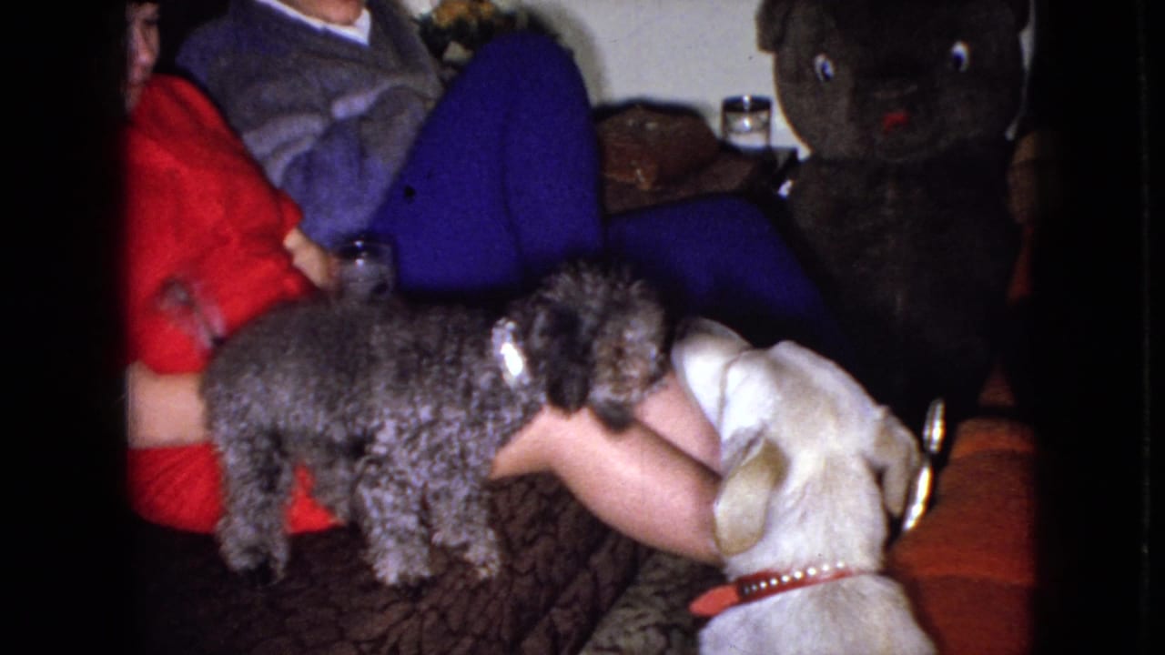 A gray dog stands across a seated woman's lap while a light-colored dog faces it from below.