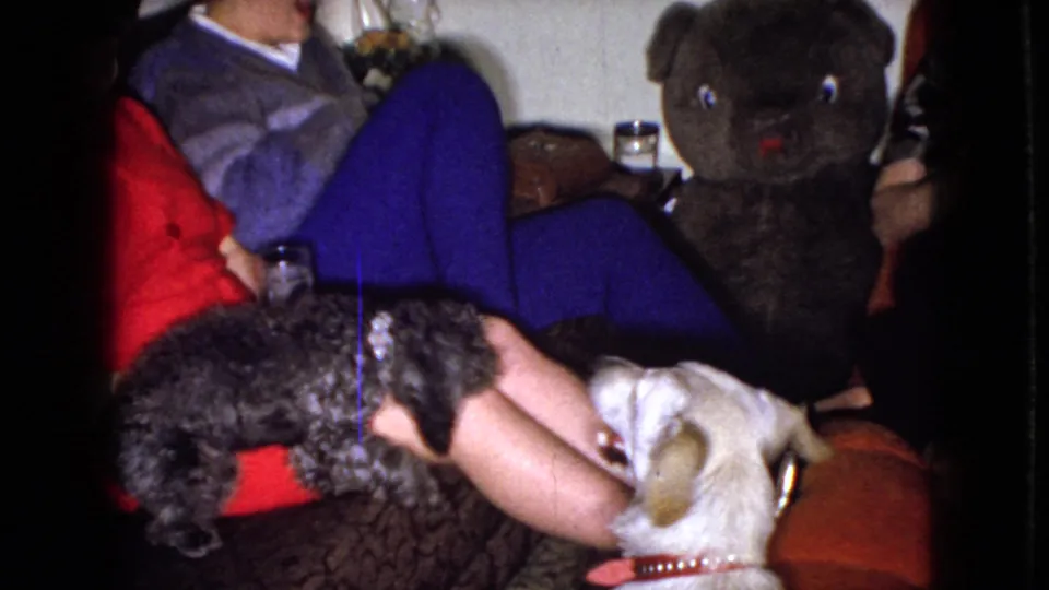 The light-colored dog looks upward near the edge of the couch while the gray dog moves across the seated woman's lap, with the large stuffed bear and living room seating behind them.