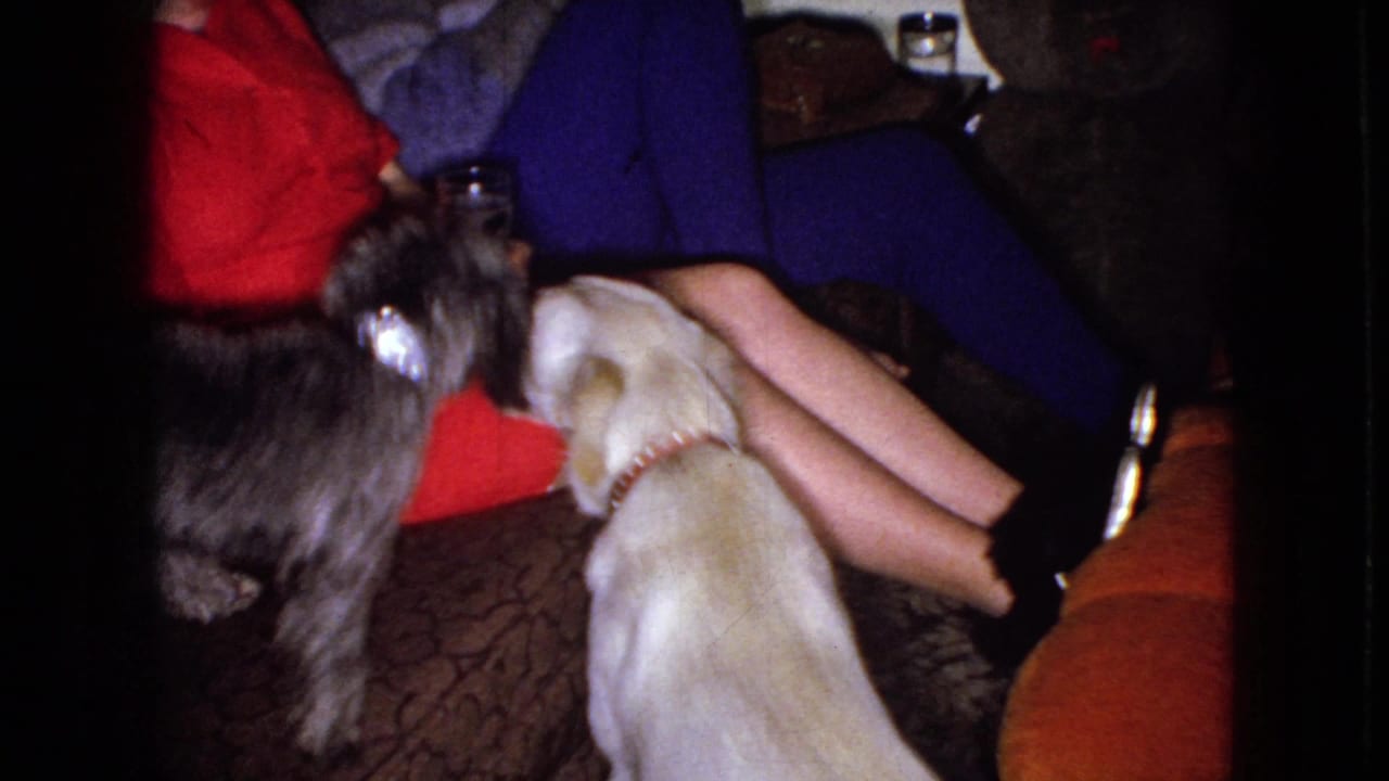In 1965 home-movie footage from Wellsburg, Iowa, an adult woman in red and blue clothing sits on a couch as a light-colored dog and a darker poodle-like dog interact near her.