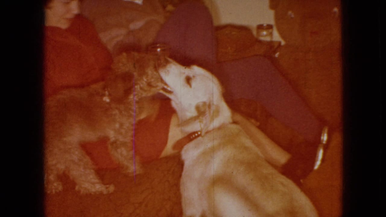 Two dogs face each other beside a seated woman holding a glass.