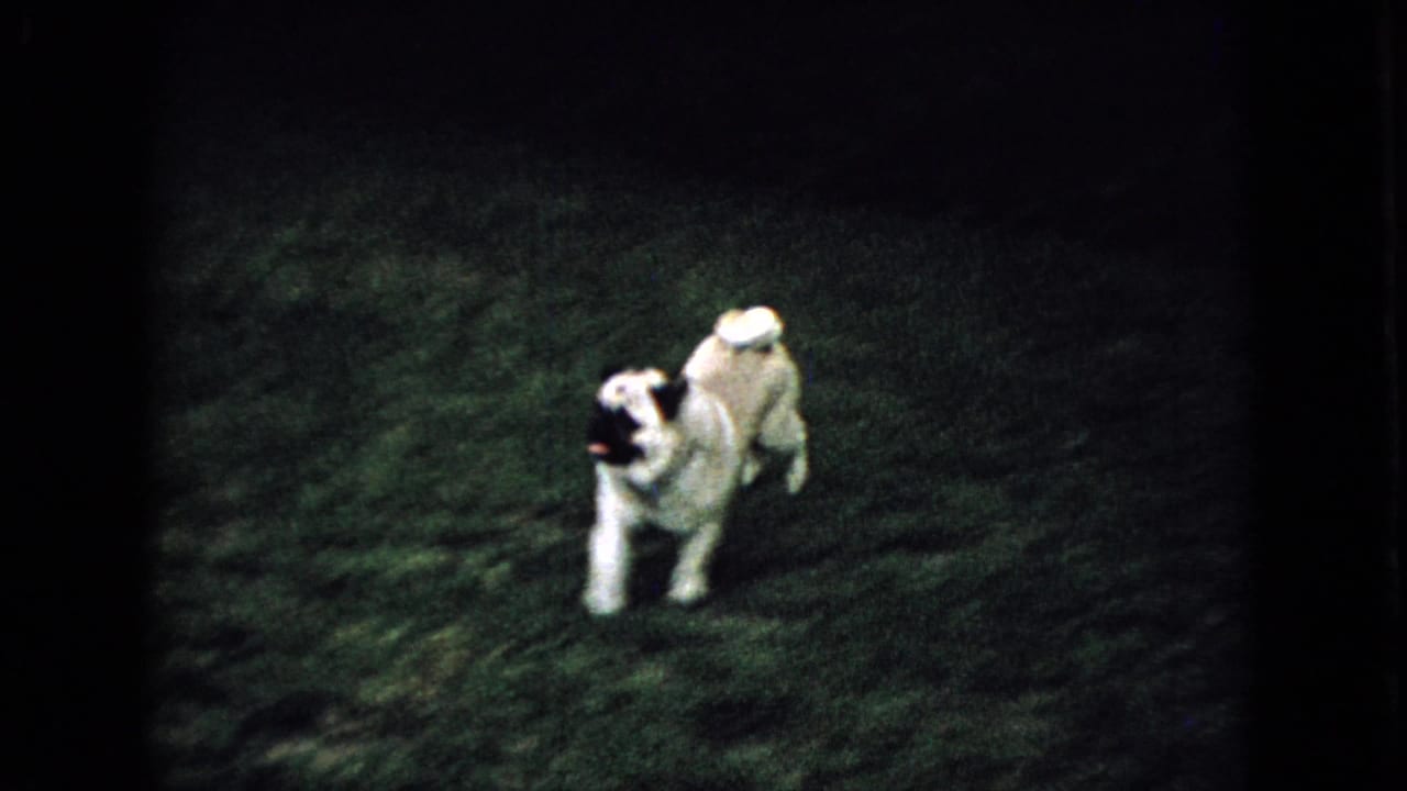 A light-colored pug runs across a flash-lit grassy lawn in Wellsburg, Iowa home-movie footage from 1965.