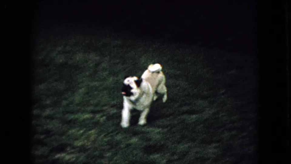 A light-colored pug runs across a flash-lit grassy lawn in Wellsburg, Iowa home-movie footage from 1965.