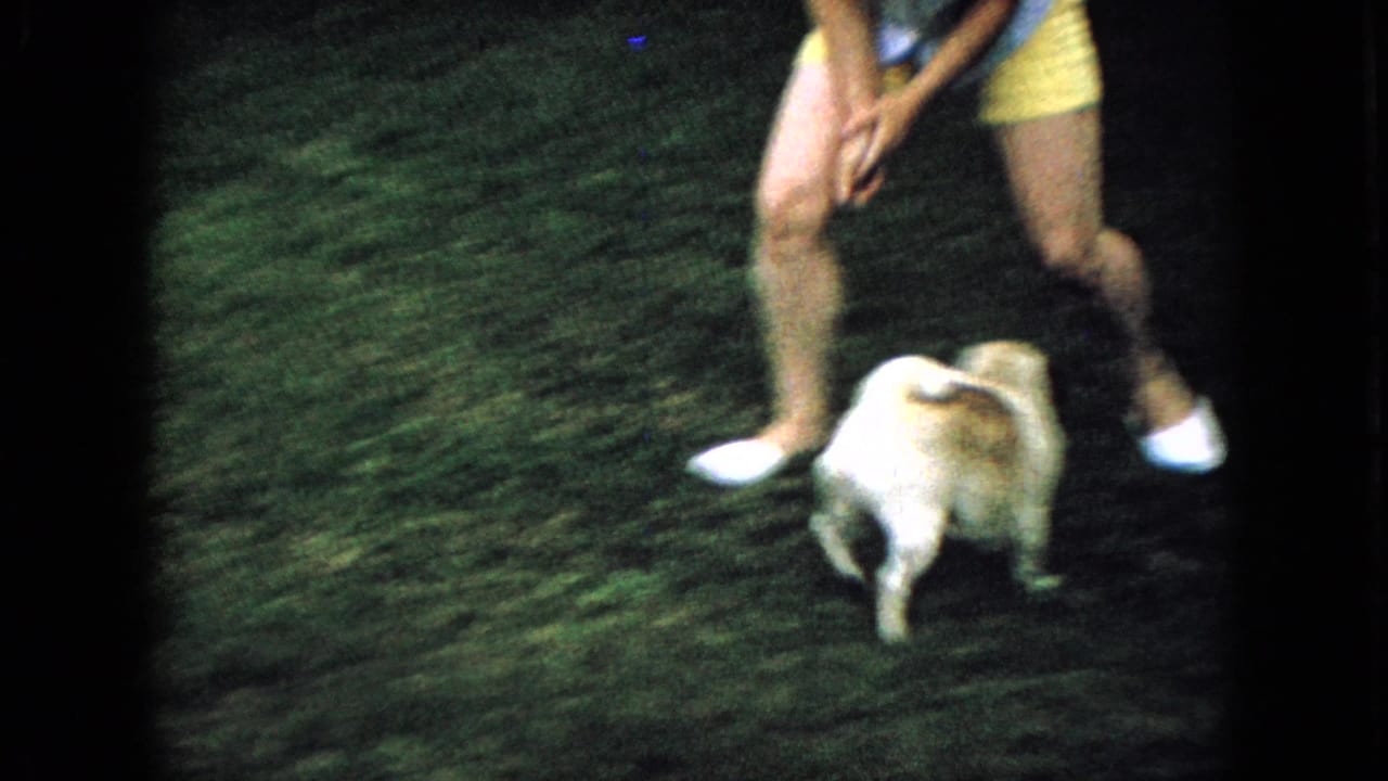 Pug near a person wearing yellow shorts and white shoes on grass.