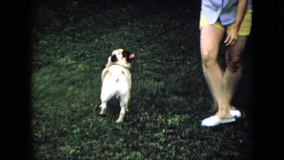 The pug faces a partially visible person standing on a grassy yard, with the dog and clothing caught in flash-lit 8mm footage from 1965 Wellsburg, Iowa.