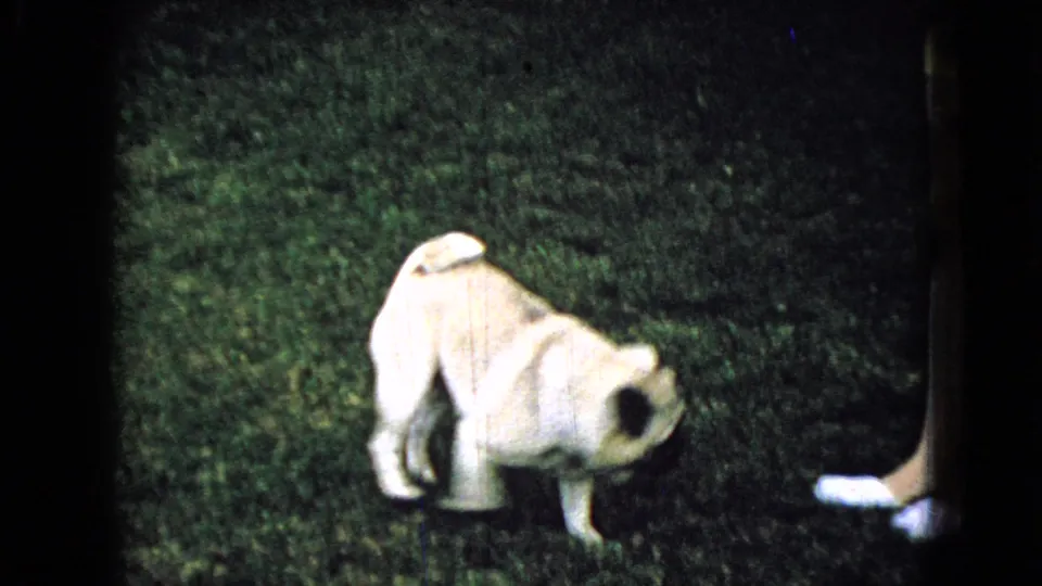 A light-colored pug lowers its head or turns on the grass near a person’s white shoe in the nighttime 1965 Wellsburg, Iowa home-movie scene.