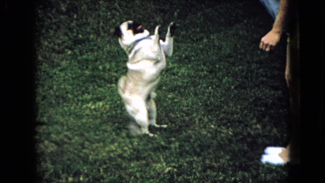 In supported 1965 home-movie footage from Wellsburg, Iowa, a light-colored pug rises on its hind legs toward a partially visible person standing on the grass.