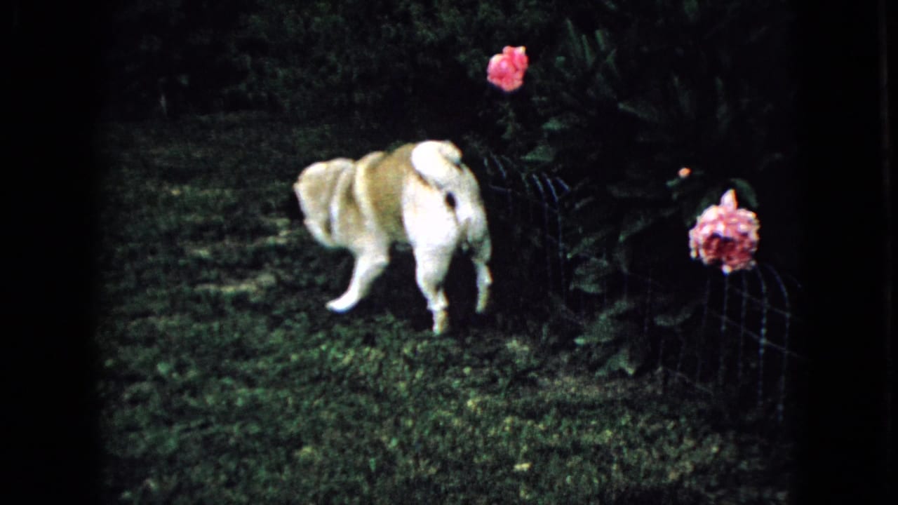 Pug walking across grass toward a flowerbed with pink blooms.