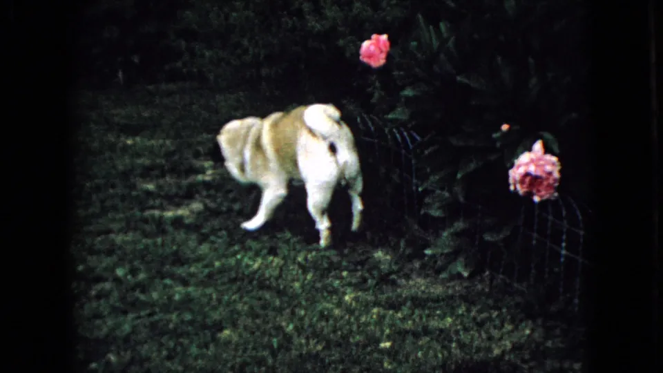 The pug moves across the backyard lawn toward dark shrubs and pink flowers in the supported 1965 Wellsburg, Iowa home-movie scene.