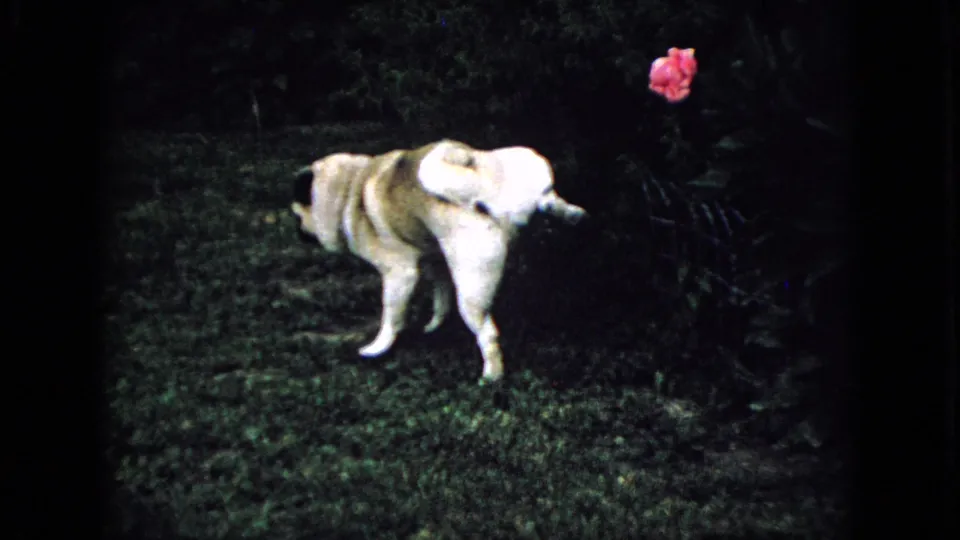 A light-colored pug pauses near the flowerbed on the grass, with pink blossoms and dark foliage visible in the 1965 backyard home-movie frame.