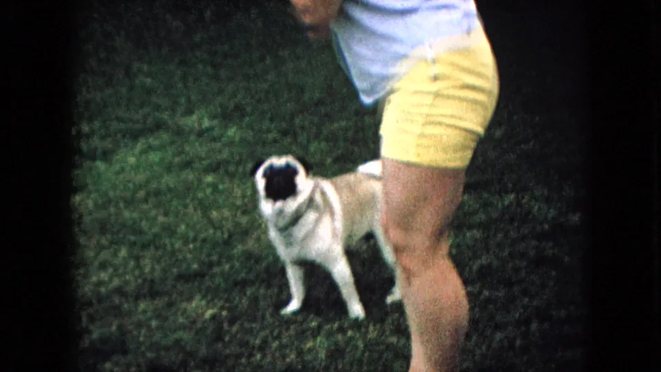 The pug stands on the grass next to a partially visible person in yellow shorts and a pale shirt, continuing the supported 1965 Wellsburg, Iowa backyard pet scene.