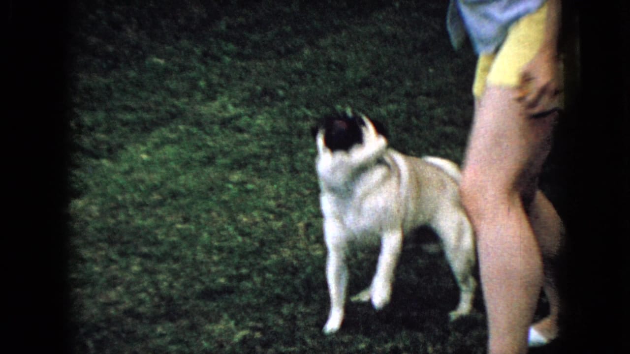 1965 Wellsburg, Iowa home-movie frame showing a pug standing attentively on a grassy yard beside the lower body of a person in yellow shorts.