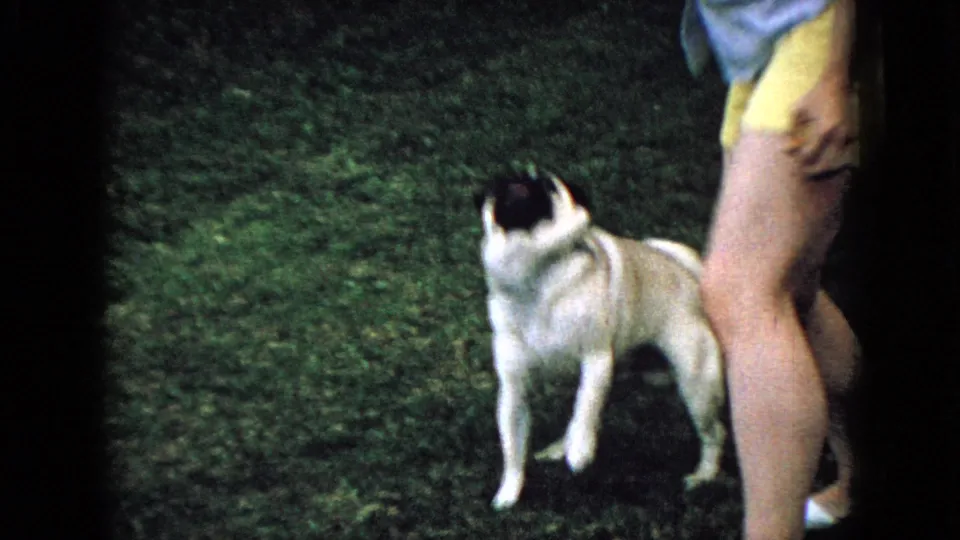 1965 Wellsburg, Iowa home-movie frame showing a pug standing attentively on a grassy yard beside the lower body of a person in yellow shorts.
