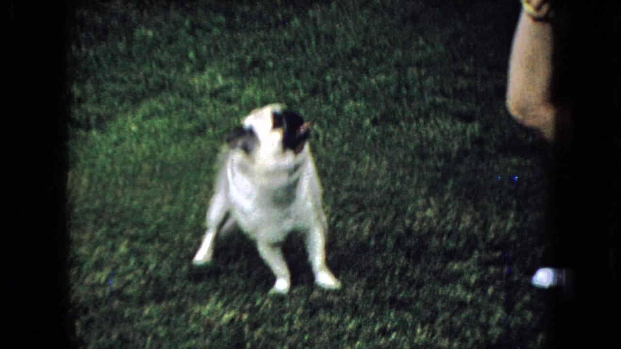 1965 Wellsburg, Iowa home-movie frame with a pug on a grassy yard looking up toward a partially visible person at the edge of the frame.