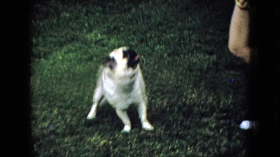 1965 Wellsburg, Iowa home-movie frame with a pug on a grassy yard looking up toward a partially visible person at the edge of the frame.