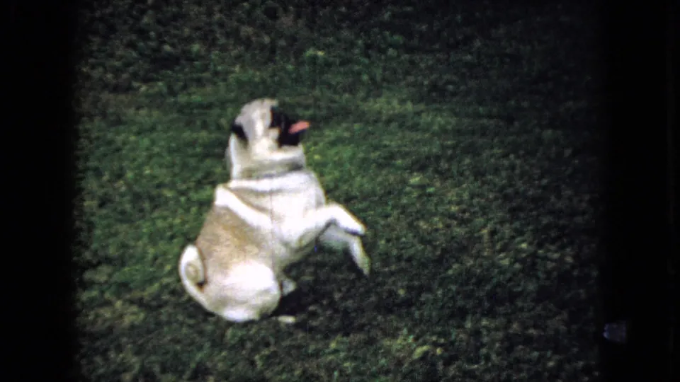 1965 Wellsburg, Iowa home-movie frame showing the pug seated on the lawn with a front paw raised while facing the handler off camera.