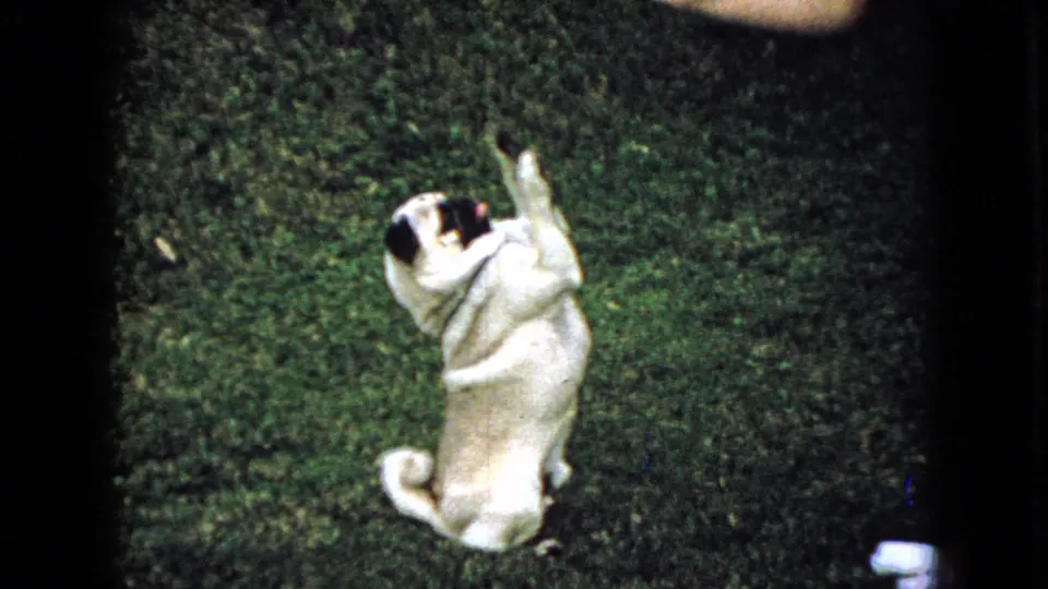 1965 Wellsburg, Iowa home-movie frame showing the pug upright on its hind legs with both front paws raised near a partially visible person.