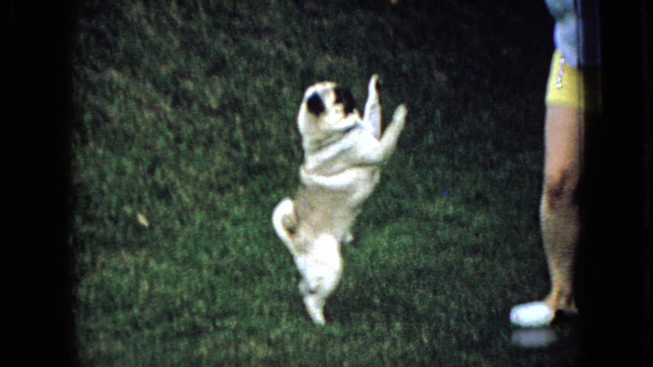 A small white-and-dark pug rises on its hind legs in the grass beside the partially framed woman during the 1965 home-movie pet play scene.