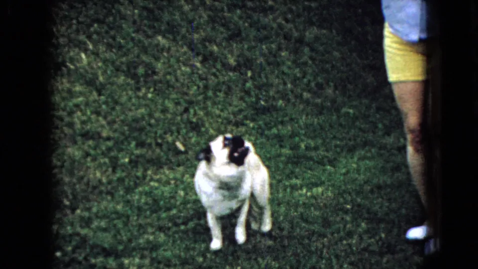 The pug stands facing the camera on the grass while the woman remains partly visible at the right edge of the 1965 Wellsburg yard footage.