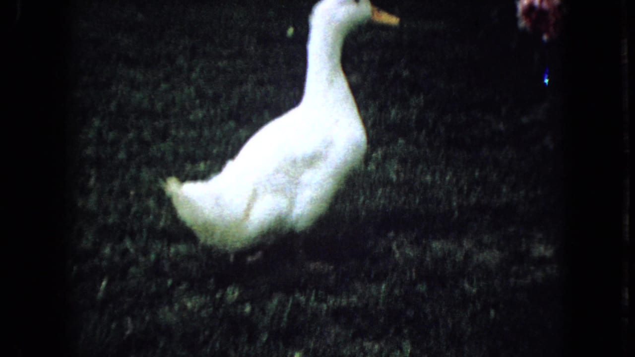 White duck on a grassy yard in 1965 Wellsburg, Iowa home-movie footage, framed with soft focus and dark 8mm borders.
