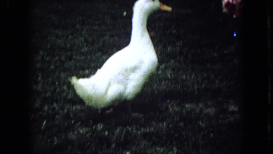 White duck on a grassy yard in 1965 Wellsburg, Iowa home-movie footage, framed with soft focus and dark 8mm borders.
