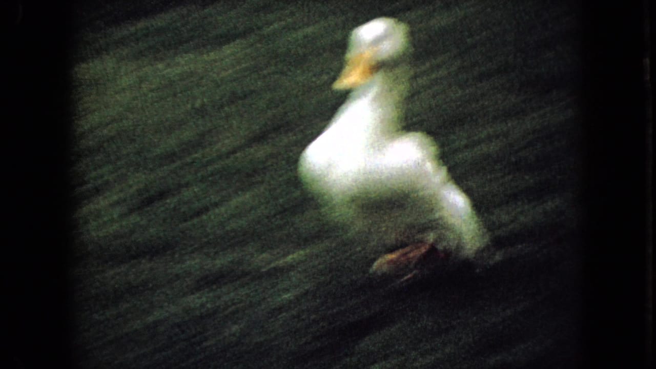 White duck running across the grass in 1965 home-movie footage, with motion blur and grain emphasizing the quick movement.