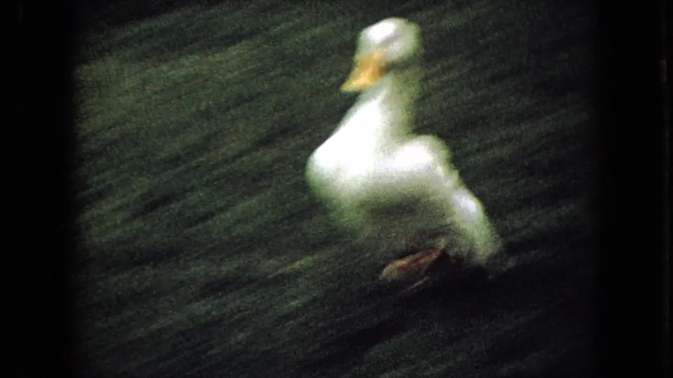 White duck running across the grass in 1965 home-movie footage, with motion blur and grain emphasizing the quick movement.