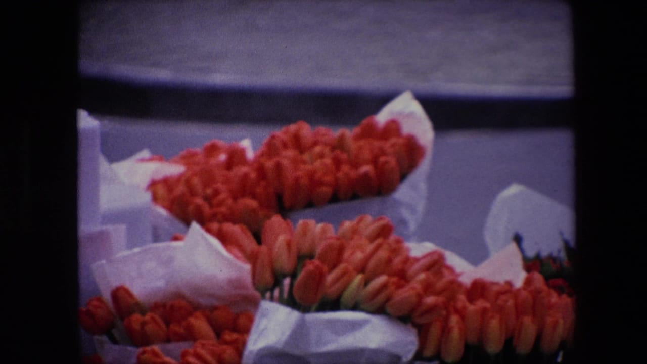 1967 Amsterdam frame showing tightly framed red tulips, white wrapping paper, and a curbside flower display with the street surface behind it.