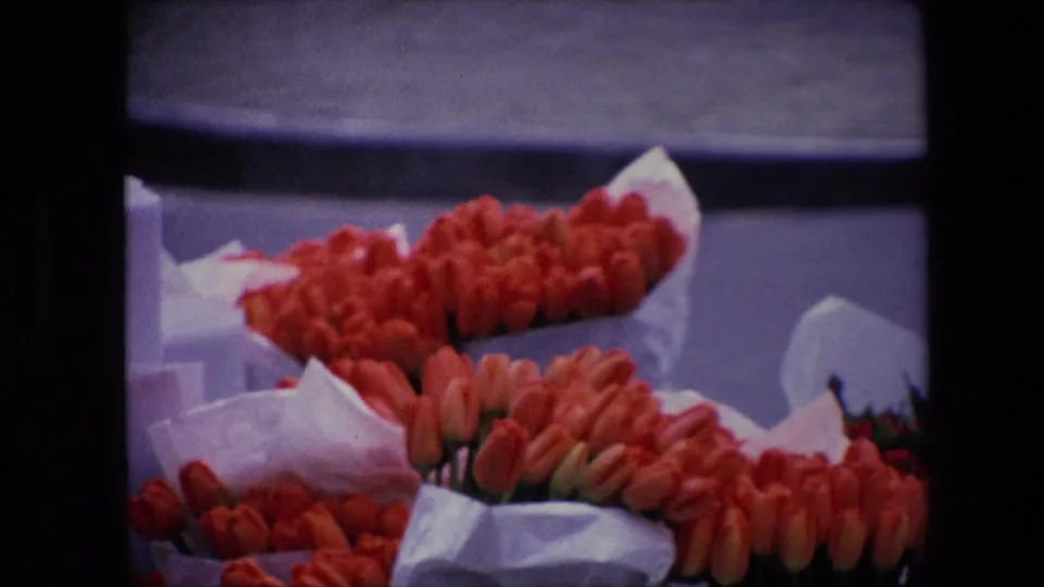 1967 Amsterdam frame showing tightly framed red tulips, white wrapping paper, and a curbside flower display with the street surface behind it.