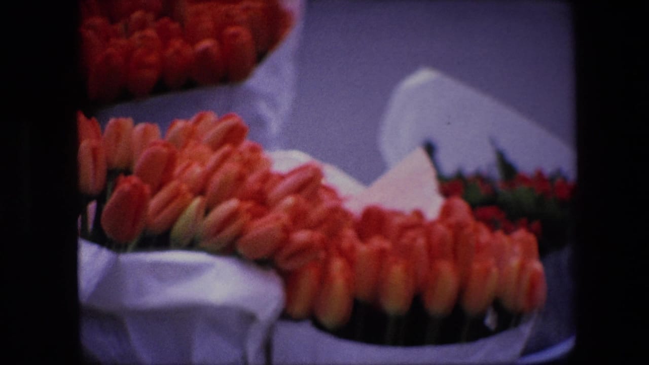 Close view of orange tulip bunches wrapped in white paper.