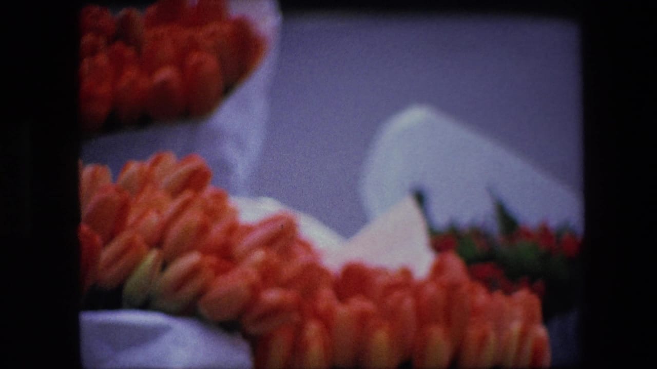 Close 8mm home-movie view of red tulips arranged in white containers, supported by the clip metadata as Amsterdam in 1967.