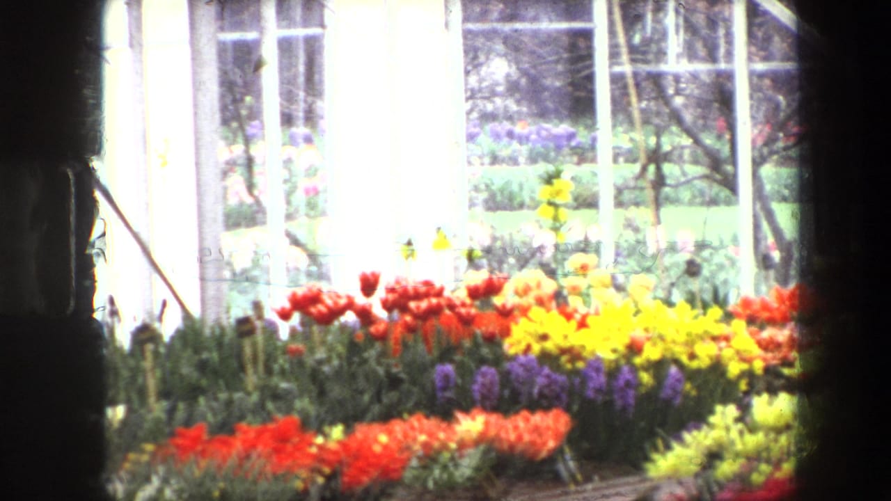Colorful flowers seen through greenhouse windows.