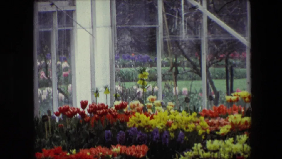 1967 Amsterdam home-movie frame showing dense rows of tulip-like red and yellow flowers beneath tall greenhouse windows and white supports.