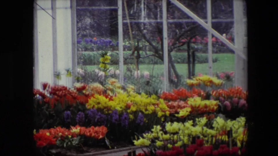 1967 Amsterdam frame showing greenhouse flower beds framed by white window supports, with colorful blooms and outdoor garden plantings beyond the glass.