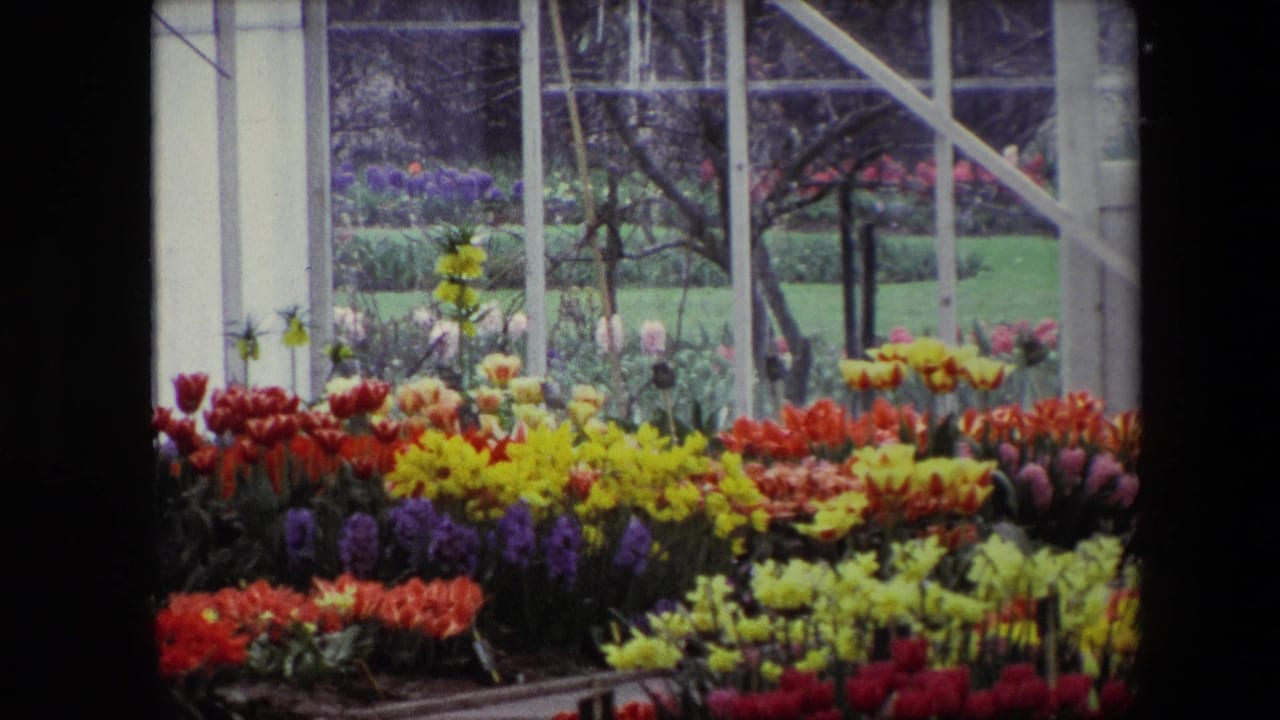 1967 8mm frame identified as Amsterdam showing colorful tulips, daffodils, and purple blooms arranged under a white-framed greenhouse structure.
