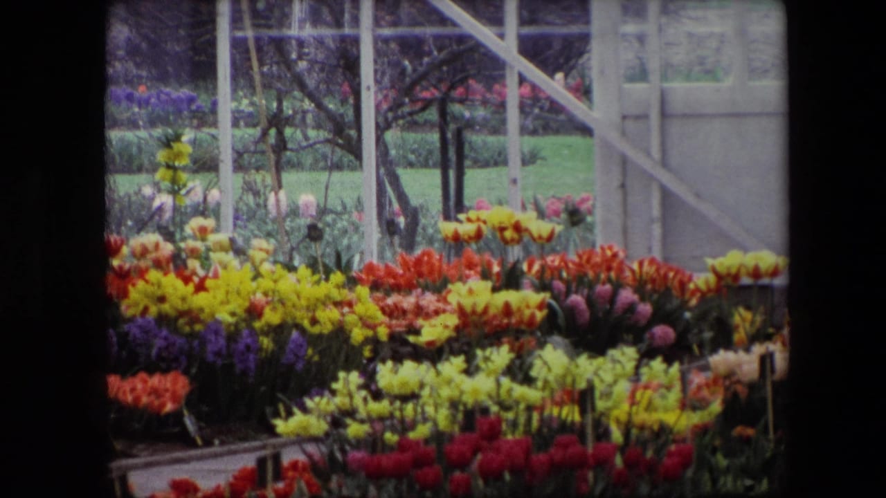 A home-movie frame shows red, yellow, orange, and purple flowers in ordered beds inside a greenhouse, with garden greenery visible beyond the glass.